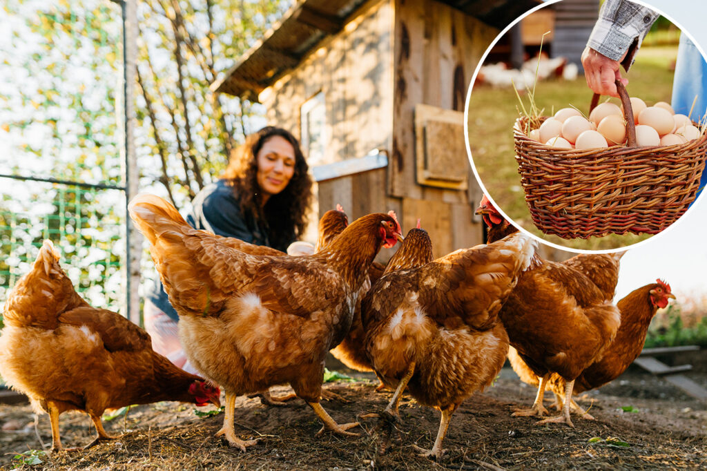 North -Americans build home chicken to save on eggs -here are what experts want to know